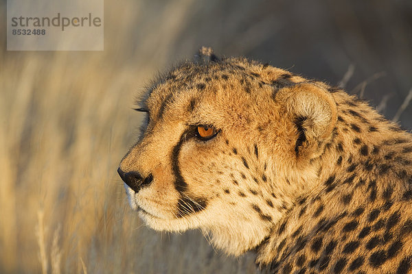 Gepard (Acinonyx jubatus)  Weibchen im Abendlicht  captive  Namibia