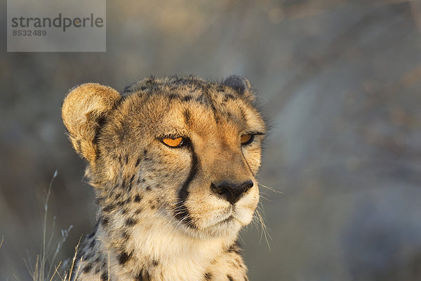 Gepard (Acinonyx jubatus)  Weibchen im Abendlicht  captive  Namibia