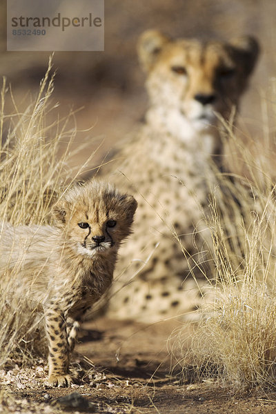 Gepard (Acinonyx jubatus)  männliches Jungtier  39 Tage  Weibchen hinten  captive  Namibia