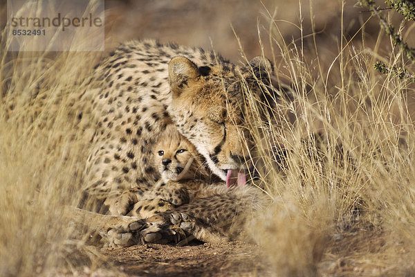 Gepard (Acinonyx jubatus)  Weibchen pflegt sein männliches Jungtier  39 Tage  captive  Namibia