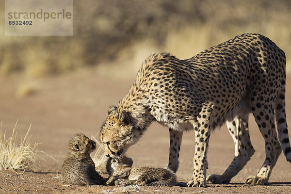 Gepard (Acinonyx jubatus)  Weibchen pflegt seine männlichen Jungtiere  39 Tage  captive  Namibia