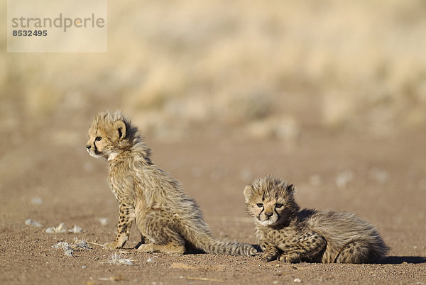 Geparden (Acinonyx jubatus)  zwei männliche Jungtiere  39 Tage  captive  Namibia