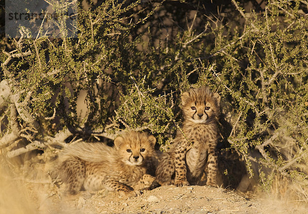 Geparden (Acinonyx jubatus)  zwei männliche Jungtiere  40 Tage  captive  Namibia