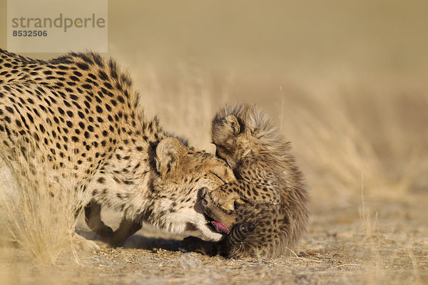 Gepard (Acinonyx jubatus)  Weibchen bei der Fellpflege des männlichen Jungtiers  40 Tage  captive  Namibia