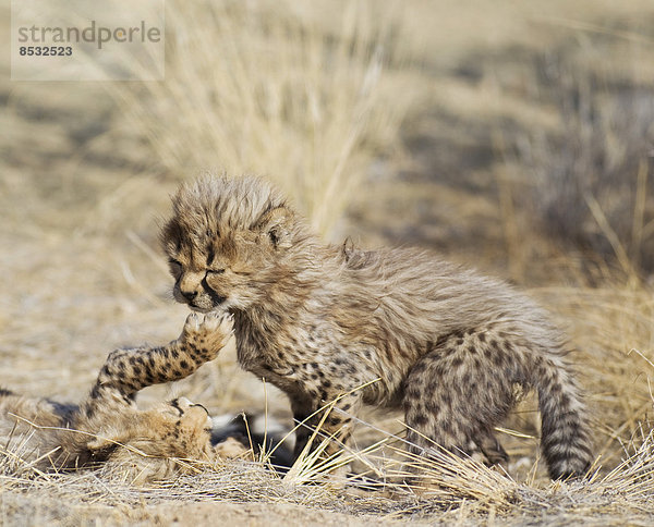 Geparden (Acinonyx jubatus)  zwei verspielte männliche Jungtiere  41 Tage  captive  Namibia