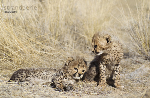 Geparden (Acinonyx jubatus)  zwei männliche Jungtiere  41 Tage  captive  Namibia