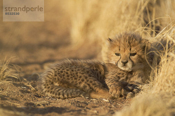 Gepard (Acinonyx jubatus)  müdes männliches Jungtier  41 Tage  captive  Namibia