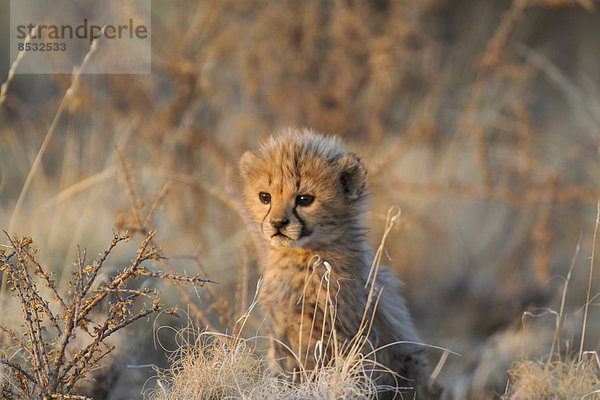 Gepard (Acinonyx jubatus)  männliches Jungtier  41 Tage  im Abendlicht  captive  Namibia