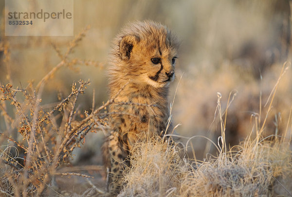 Gepard (Acinonyx jubatus)  männliches Jungtier  41 Tage  im Abendlicht  captive  Namibia