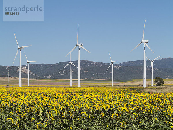 nahe anbauen Sonnenblume helianthus annuus Windmühle Windpark Spanien Tarifa