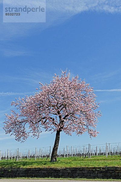 Mandelbaum  Prunus dulcis  Rheinland-Pfalz  Deutschland  Europa