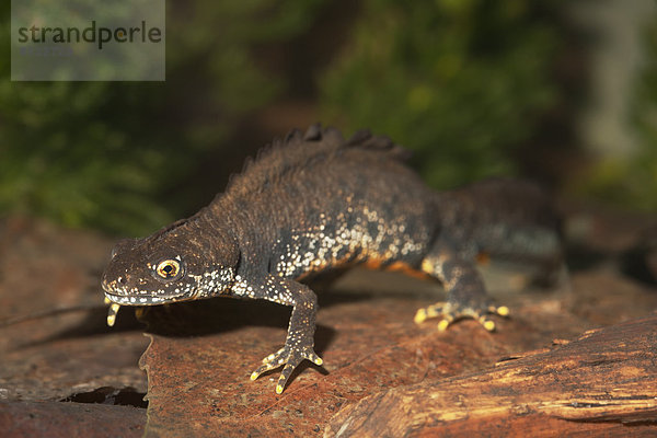 Kammmolch  Triturus cristatus  Schleswig-Holstein  Deutschland  Europa