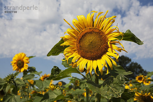 Sonnenblumenfeld  Deutschland  Europa