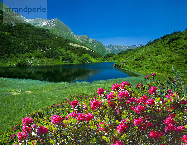 Zeinissee mit Almrosen  Tirol  Österreich