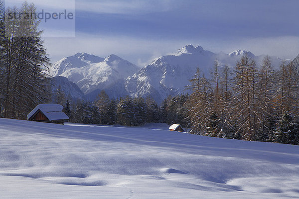 Lärchen am Loreakopf im Winter  Tirol  Österreich