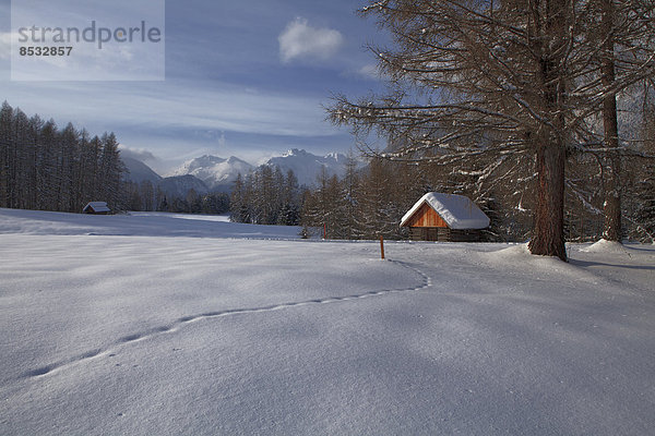 Schnee mit Tierspuren am Holzleitensattel  Tirol  Österreich