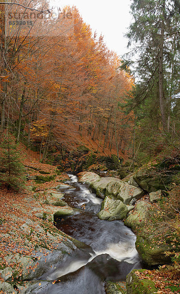 Gewässer im Herbst im Bayerischen Wald  Steinklamm  Spiegelau  Bayern  Deutschland