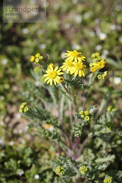 Frühlings-Greiskraut (Senecio vernalis)