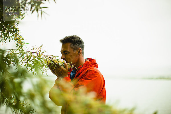 Ein Mann in einer roten Jacke atmet den Duft duftender gelber Blüten eines Strauches ein.