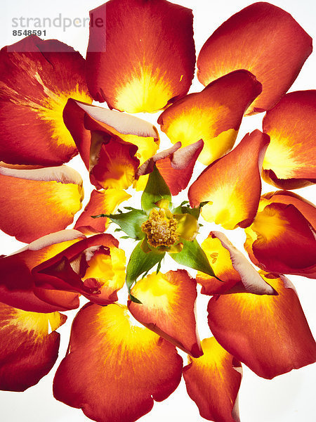 Ein Blütenkopf mit lebhaft orangefarbenen und gelben Blütenblättern.
