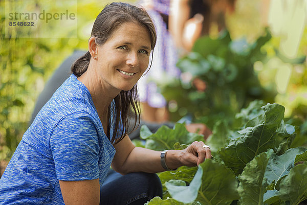 Ein traditioneller Bio-Bauernhof in den USA. Eine Frau beim Gemüsepflücken.