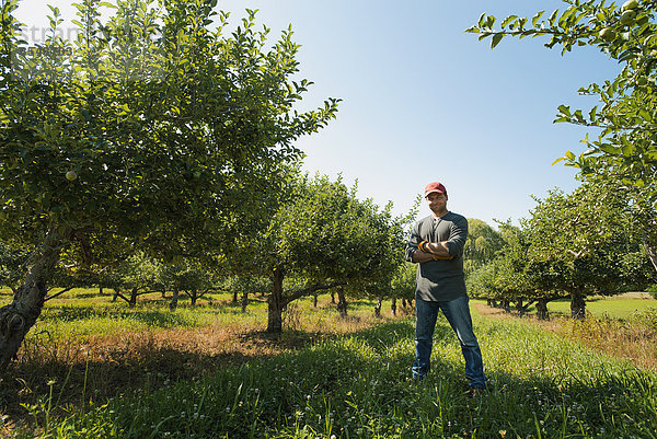 Ein Mann pflückt Äpfel in einem Obstgarten.