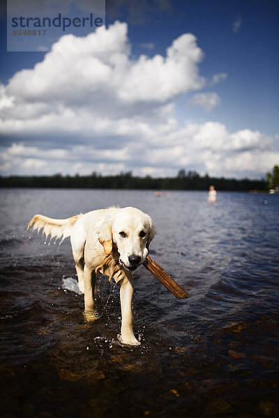 Ein nasser Hund  ein Haustier der Familie im seichten Wasser mit einem Stock.