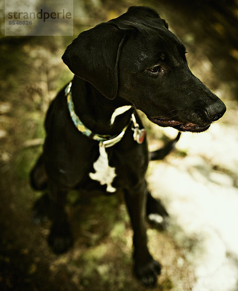 Ein kleiner schwarzer Hund mit Halsband  sitzend.