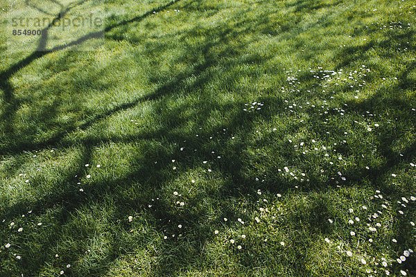 Sattes  grünes Rasengras mit Bäumen  die Schatten auf die Oberfläche werfen und kühlen Schatten spenden.