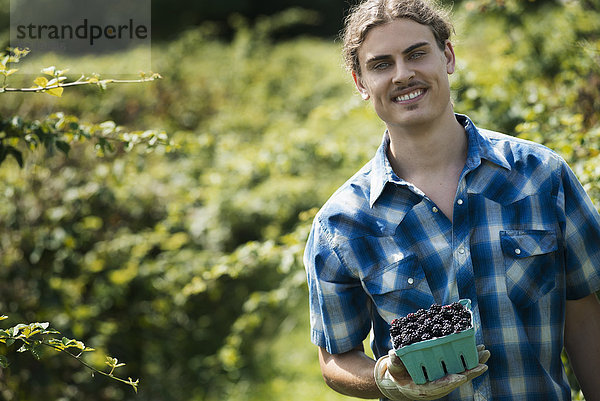 Biologische Landwirtschaft. Ein junger Mann hält ein Körbchen mit gepflückten Früchten  Brombeeren  in der Hand.