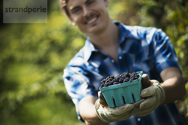 Biologische Landwirtschaft. Ein junger Mann hält ein Körbchen mit gepflückten Früchten  Brombeeren  in der Hand.