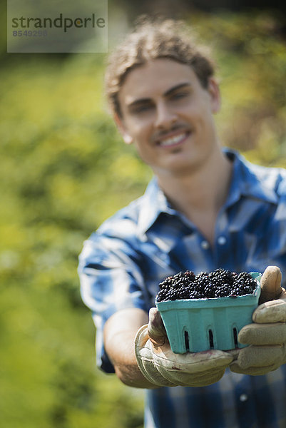 Biologische Landwirtschaft. Ein junger Mann hält ein Körbchen mit gepflückten Früchten  Brombeeren  in der Hand.