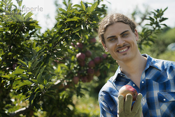 Biologische Landwirtschaft. Ein junger Mann in einer Apfelplantage  der einen Apfel hält.