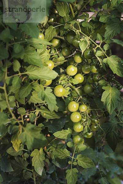 Ein Bio-Bauernhof. Tomatenpflanzen  die Früchte tragen. Wächst in einem Polytunnel.