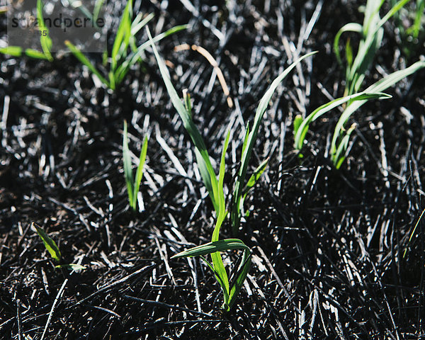 Neues Gras wächst im kürzlich abgebrannten Waldbrand  Nahaufnahme Taylor-Bridge-Brand