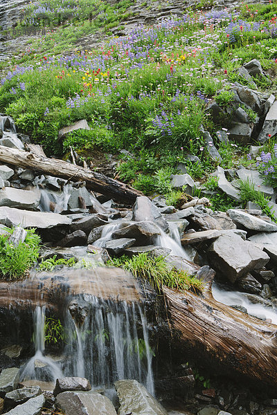 Kaskadenartiger Wasserfall und blühende Wildblumen