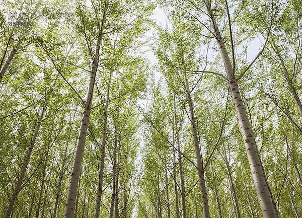 Pappelplantage  Baumschule mit hohen geraden Bäumen mit weißer Rinde in Oregon  USA