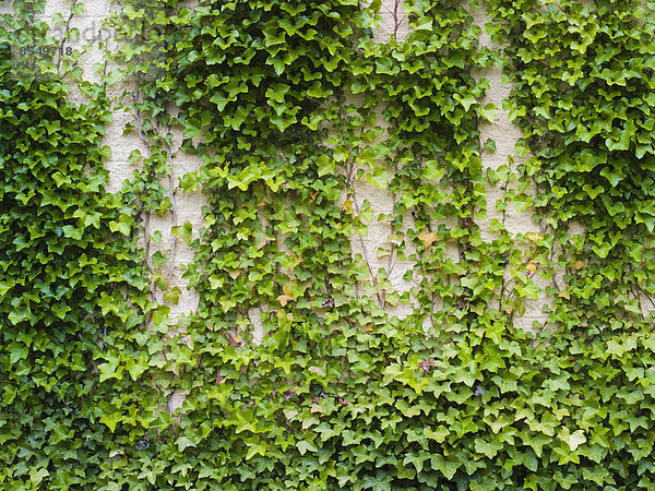 Efeu wächst  eine üppige Pflanze an einer Ziegelmauer
