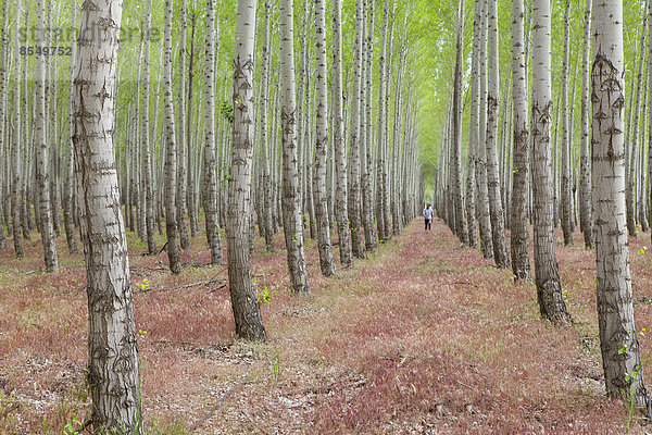 Ein Mann in einem Wald von Pappelbäumen  Oregon  USA.