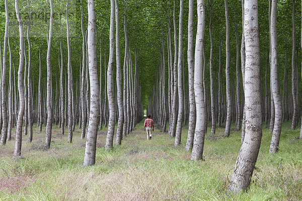 Ein Mann in einem Wald von Pappelbäumen  Oregon  USA.