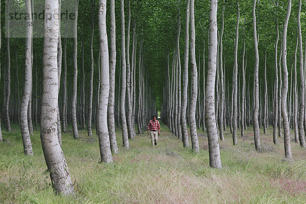 Ein Mann in einem Wald von Pappelbäumen  Oregon  USA.