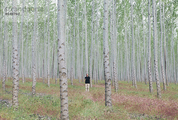 Ein Mann in einem Wald von Pappelbäumen  Oregon  USA.