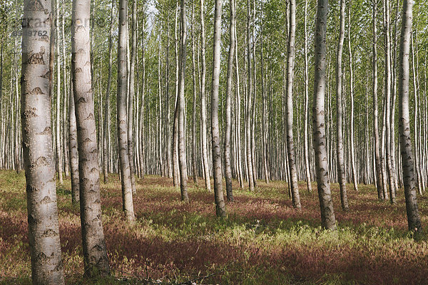 Eine Pappelplantage oder ein Wald in Oregon  USA