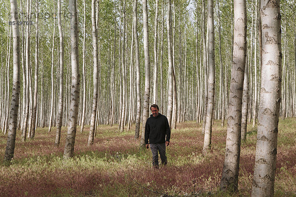 Ein Mann in einem Wald von Pappelbäumen  Oregon  USA.