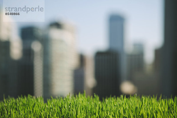 Sattes  grünes Gras im Vordergrund und die Skyline der Stadt Seattle in der Ferne.