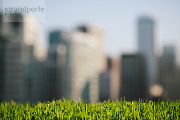Üppiges  grünes Gras im Vordergrund und die Skyline der Stadt Seattle in der Ferne.