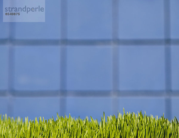 Eine Gebäudewand mit üppigem grünen Gras im Vordergrund. Seattle  Washington  USA