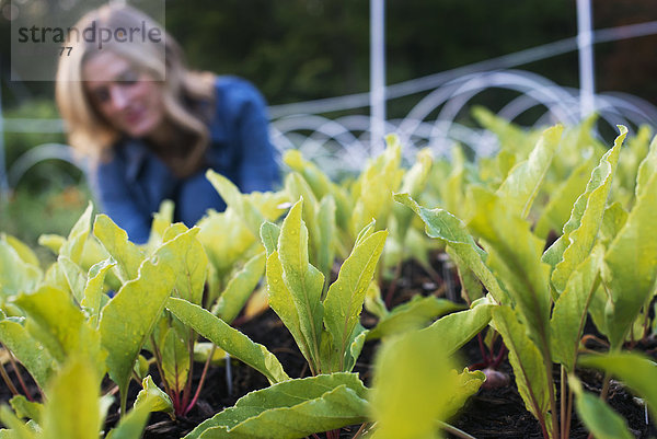 Bio-Gemüsegarten