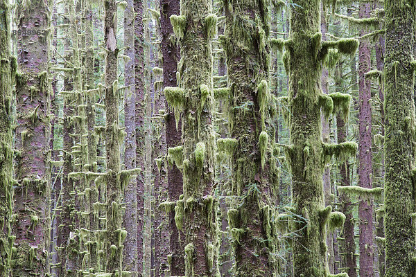 Sitka-Fichte und westlicher Hemlock in üppigem  gemäßigtem Regenwald