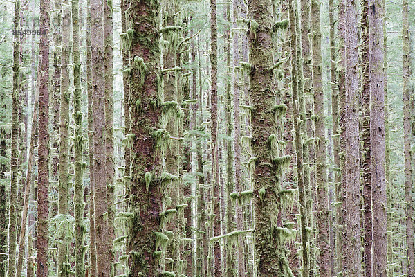 Sitka-Fichte und westlicher Hemlock in üppigem  gemäßigtem Regenwald